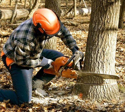 Tree Removal in Silver Creek, GA